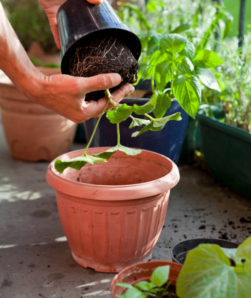 istock Gardener activity on the sunny balcony  -  repotting the plants Geranium, Pelargonium, pepper plants, squash seedlings and young cucumber plants. 1152722462