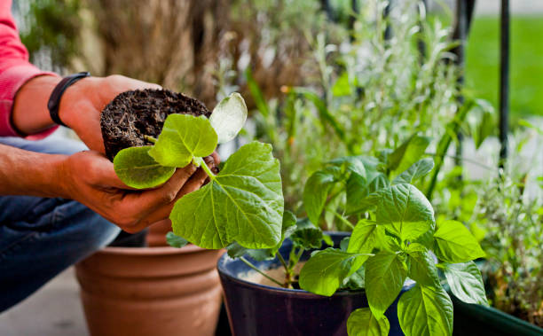 istock Gardener activity on the sunny balcony  -  repotting the plants Geranium, Pelargonium, pepper plants, squash seedlings and young cucumber plants. 1152722465