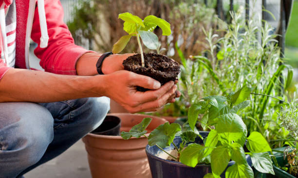 istock Gardener activity on the sunny balcony  -  repotting the plants Geranium, Pelargonium, pepper plants, squash seedlings and young cucumber plants. 1152722467