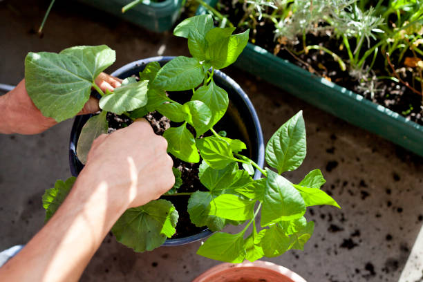 istock Gardener activity on the sunny balcony  -  repotting the plants Geranium, Pelargonium, pepper plants, squash seedlings and young cucumber plants. 1152722469