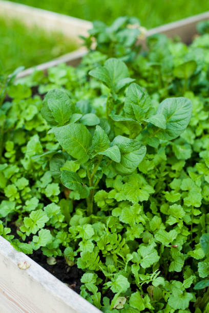 istock Potatoes growing in the vegetable garden with raised beds. 1152722529