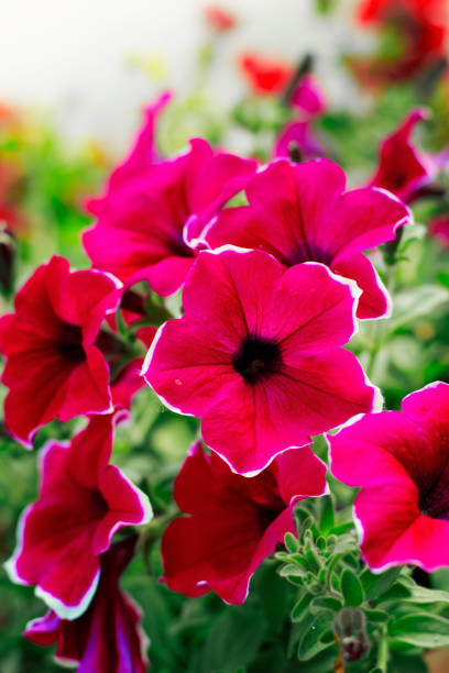 istock Beautiful petunia flowers 1152722657