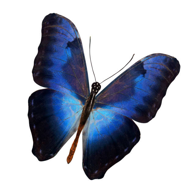 istock tropical blue butterfly. isolated on white background 1152723323