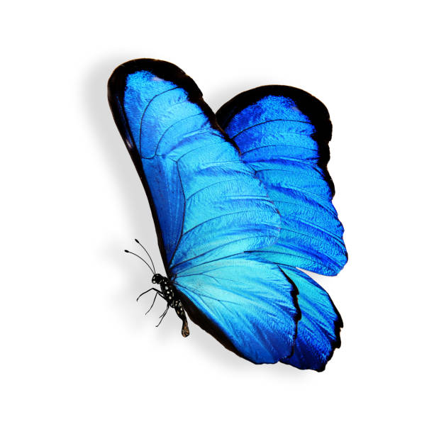 istock blue butterfly with legs and antennae. isolated on white background 1152723335