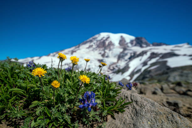 istock Beautiful wildflowers and Mount Rainier, Washington state 1152723935