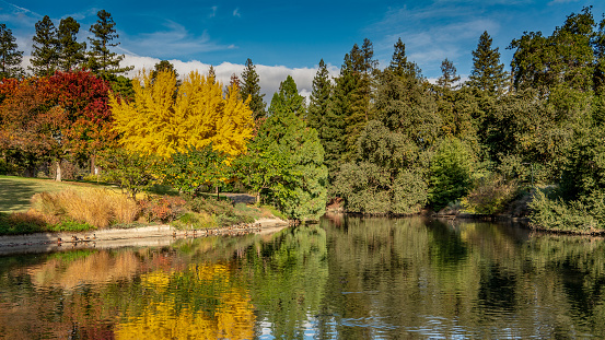 Colorful UC Davis arboretum in the Fall overseing a lake on a partly cloudy day, with water reflections