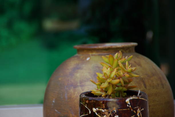 istock Succulent plant in front of the jar 1152725273