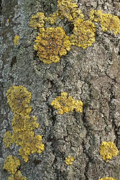 istock Old Wood Tree Texture Background Pattern with cracks and fungus. The background of a tree with natural cracks. Obsolete texture of tree bark surface. Use for illustration as texture, textile prints, fabric 1152730178