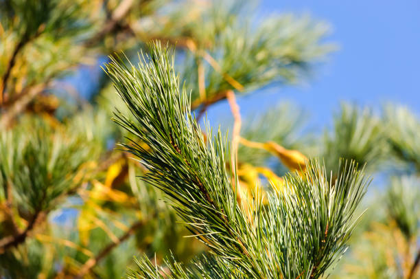 istock Cedar branch close up, shallow depth of field 1152731867