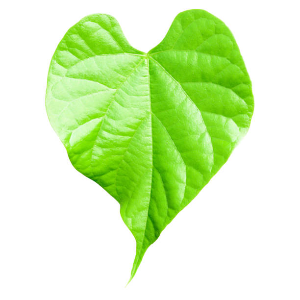 istock Green leaf isolated on white background with clipping path. 1152733583