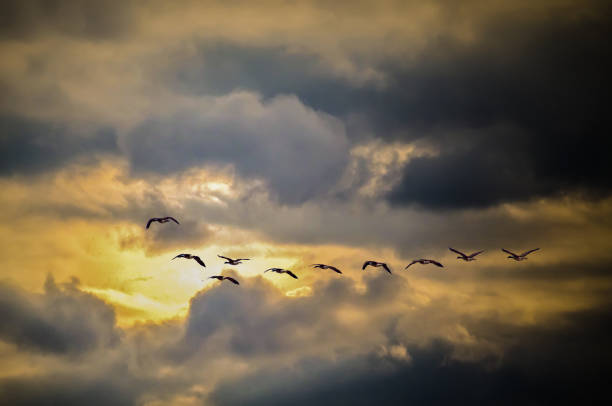 istock Flying Flock of Geese 1152734292