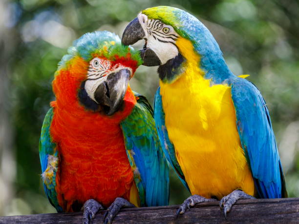 zwei papageien zuneigung-ara tropisches vogelpaar über die natur – pantanal, brasilien - eigentliche aras stock-fotos und bilder