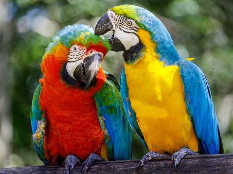 Two parrots affection - macaw tropical bird couple on nature background – Pantanal wetlands, Brazil