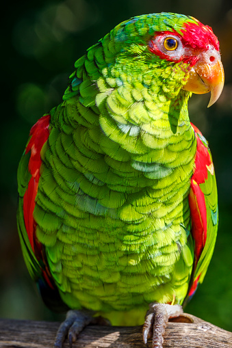 Parakeet parrot macaw tropical bird on nature background – Pantanal wetlands, Brazil