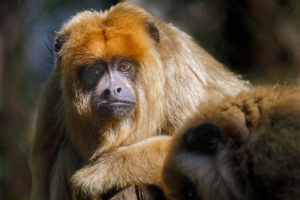 Sad howler Monkey (bugio) relaxing, looking at camera - Pantanal wetlands, Brazil