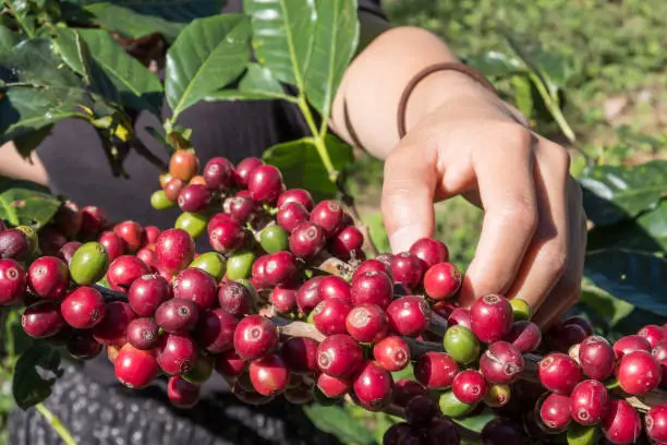 Photo of Close-up of farmer hand picking ripe and raw coffee berries on coffee tree branch in coffee plantation on Doi Chaang. One of the world’s finest coffee produce in Chiang Rai province of Thailand.