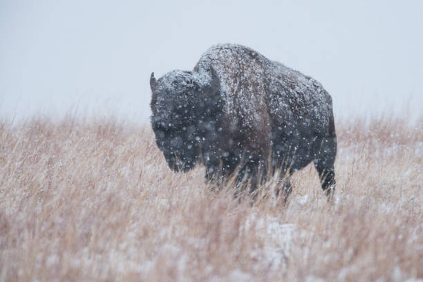Bison Bull in Snowstorm, Wichita Mountains, Oklahoma stock photo