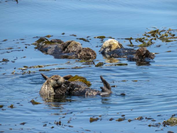 istock Otters in Morro Bay, California 1152738644