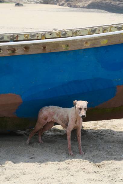 istock Dog With Skin Condition in India 1152739275