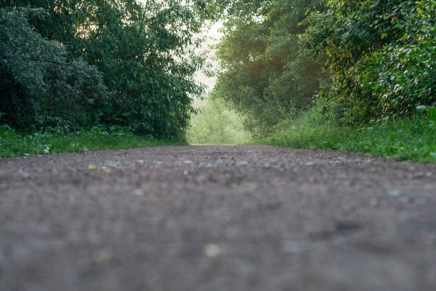 istock The summer forest with mystic fog 1152739432