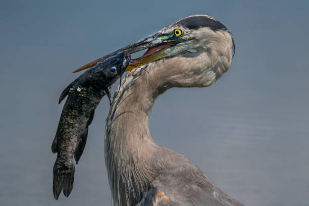 istock Great Blue Heron eating an invasive flathead catfish in Florida 1152739573