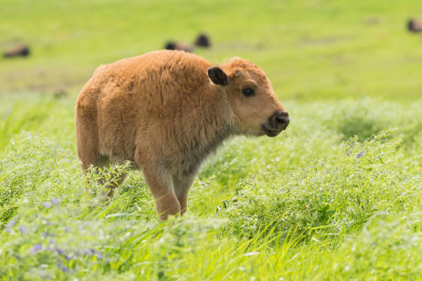 istock Bison Calf, Tallgrass Prairie Preserve, Oklahoma 1152739575