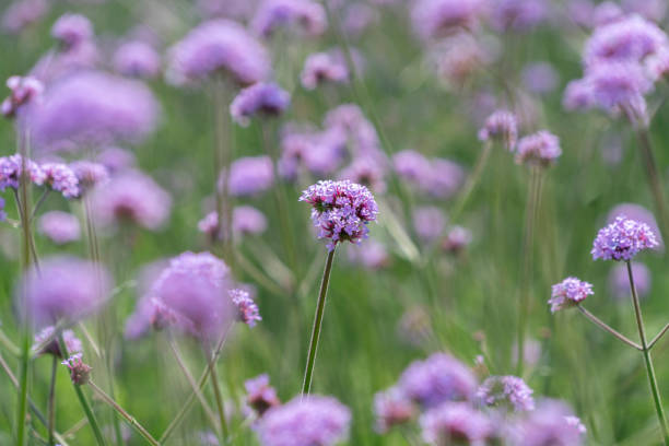 istock wild purple flowers in nature 1152740799
