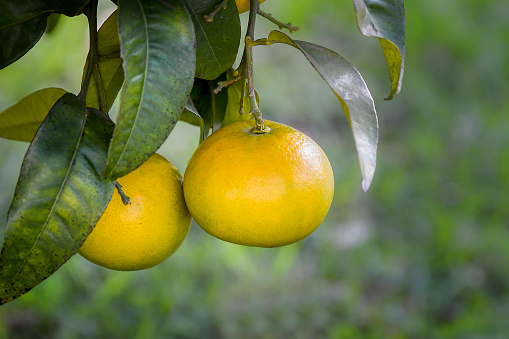 Yellow grapefruit growing on the tree