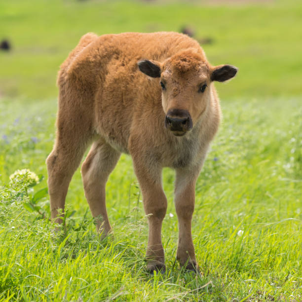 istock Bison Calf, Tallgrass Prairie Preserve, Oklahoma 1152742058