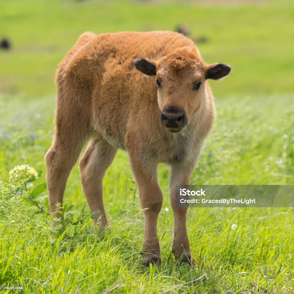 Bison Calf, Tallgrass Prairie Preserve, Oklahoma A bison calf photographed at the Tallgrass Prairie Preserve of Oklahoma, in the springtime. American Bison Stock Photo