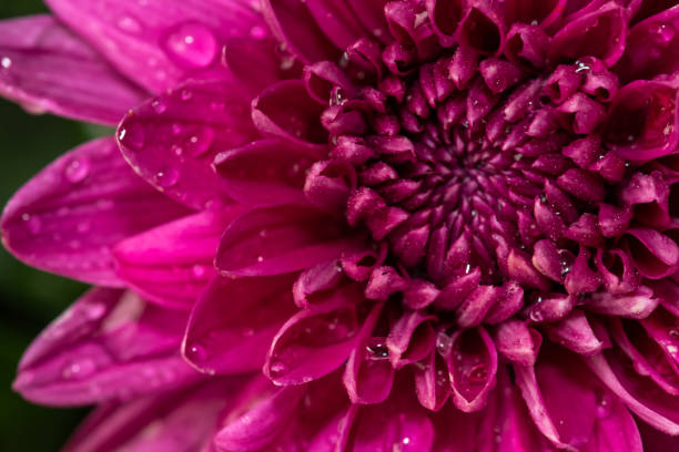 istock Chrysanthemum flower. Garden flower 1152742083