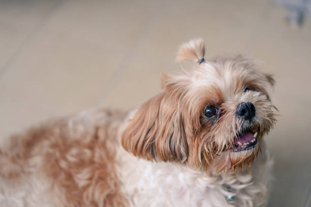 istock Pekingese Dog cute and sits at home. 1152742368