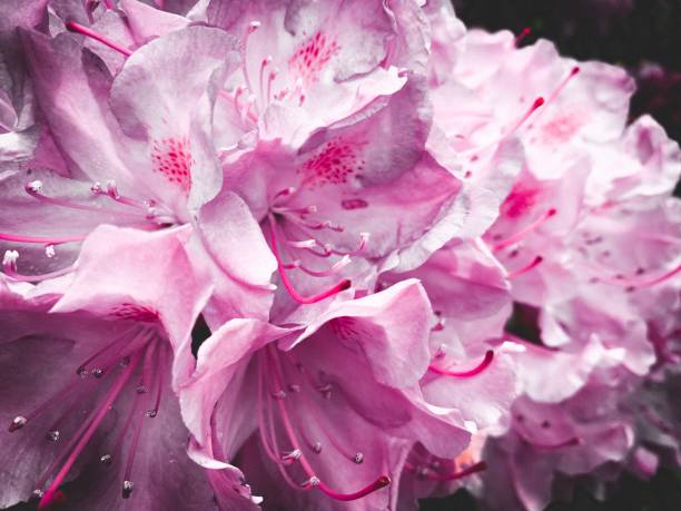 Pink Rhododendron