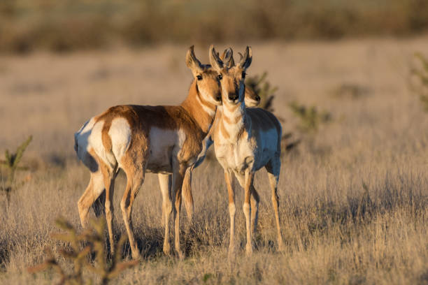 istock Pronghorn, Black Mesa, OK 1152743089