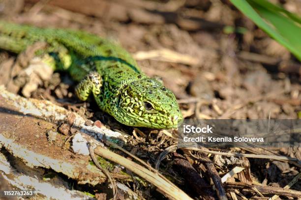 Photo libre de droit de Lézard Vert Rampant Sur Lherbe Sèche banque d'images et plus d'images libres de droit de Animaux de compagnie - Animaux de compagnie, Bois, De petite taille