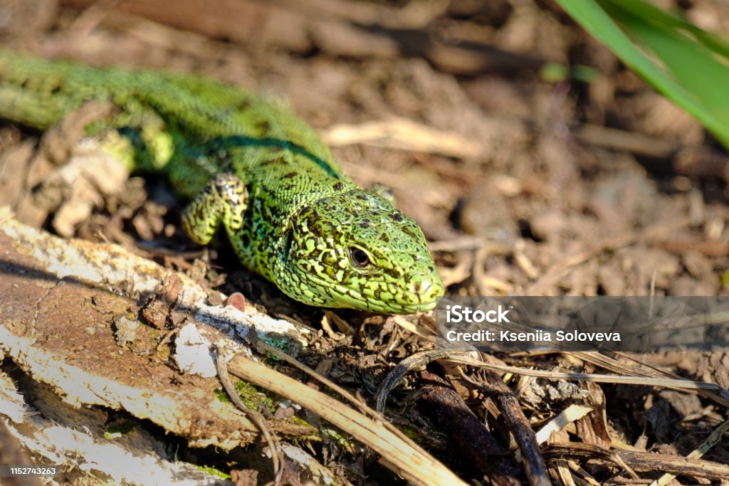 Green lizard crawling on dry grass Bright green lizard of wood debris near his nest. Animal Stock Photo