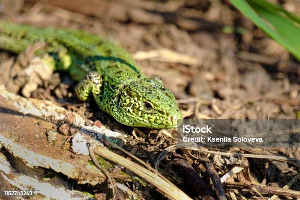 Green Lizard Crawling On Dry Grass Stock Photo - Download Image Now - Animal, Animal Body Part, Animal Eye