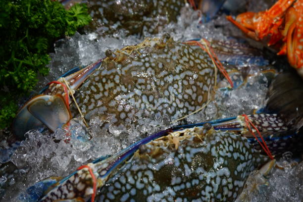 Fish Market, For Sale, Store, Supermarket