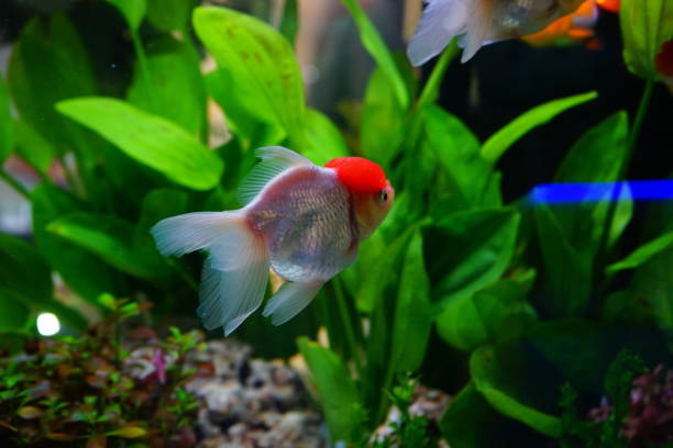 istock Gold fish in aquarium with green plants 1152745152