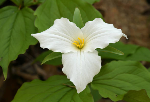 istock Trillium wildflower in a Chicago public park 1152745272