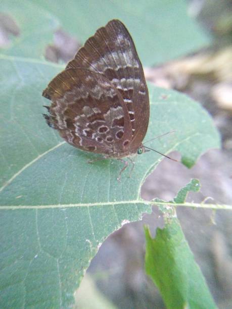 istock Green-eyed butterfly 1152747517