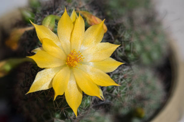 Cactus and yellow cactus flowers