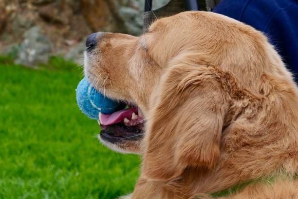istock Golden Retriever 1152751451