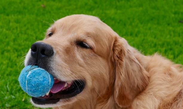 istock Golden Retriever 1152751456