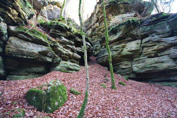 istock The winter forest in Luxembourg 1152753525