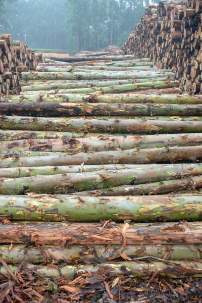 istock The freshly cut eucalyptus wood 1152753595