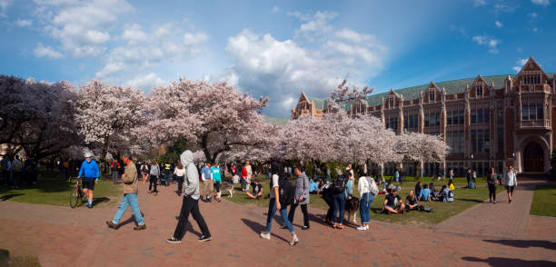 ワシントン大学のキャンパスで、春の間に桜の木を楽しむ人々 - motor vehicle outdoors crowd landscape ストックフォトと画像