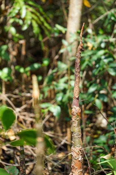 корни мангровых зарослей. - ca02 стоковые фото и изображения