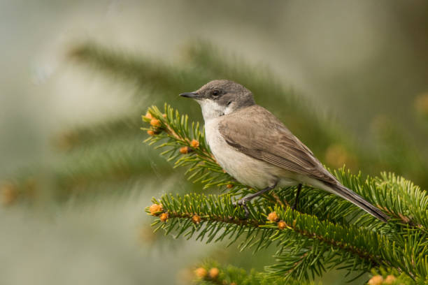 istock Lesser whitethroat (Sylvia curruca). Polesie. Ukraine 1152757536