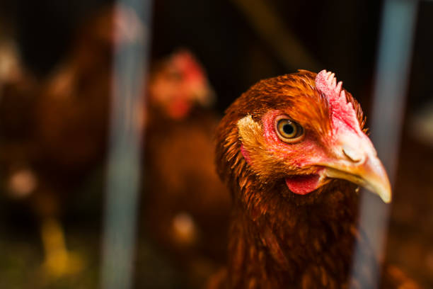 케이지 클로즈업의 갈색 닭고기 - chicken bird close up domestic animals 뉴스 사진 이미지